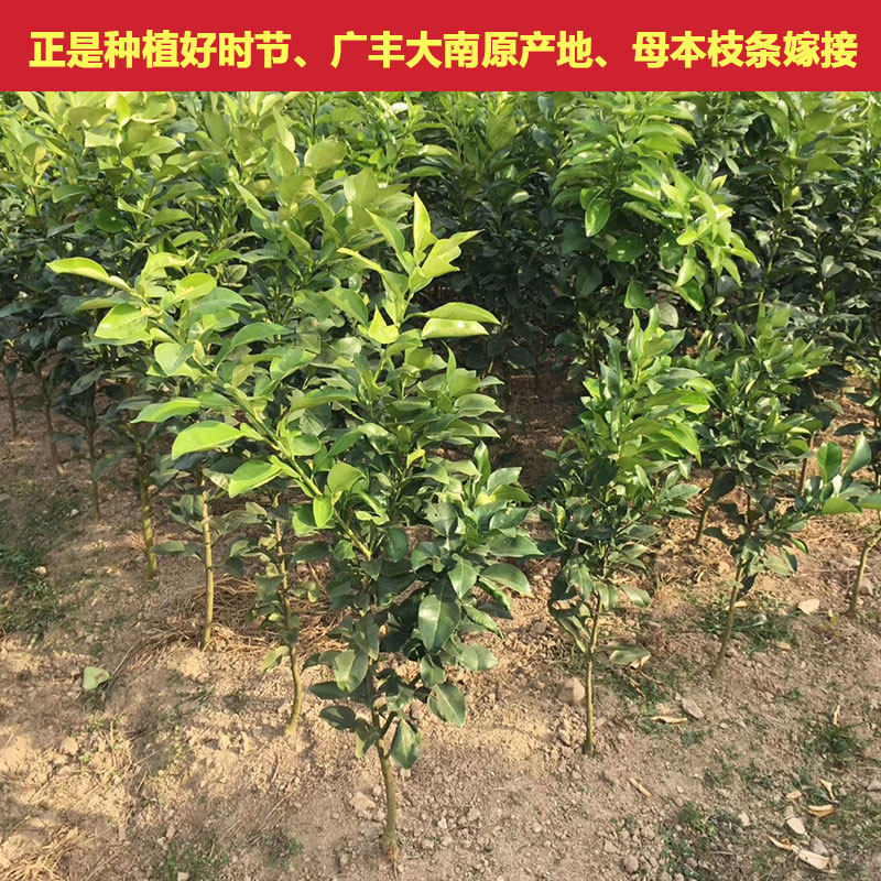 优质广丰大南马家柚野生红心蜜柚带泥土易成活母本树枝条嫁接苗木
