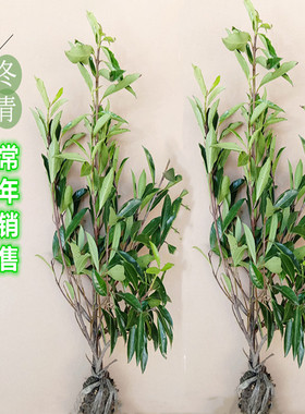 法国冬青树苗绿篱四季常青珊瑚苗庭院别墅围墙篱笆红叶石楠北海道