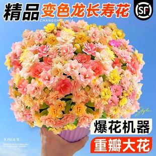 速发新品大苗长寿花盆栽带花苞四季开重瓣花花变色龙名贵耐寒花卉