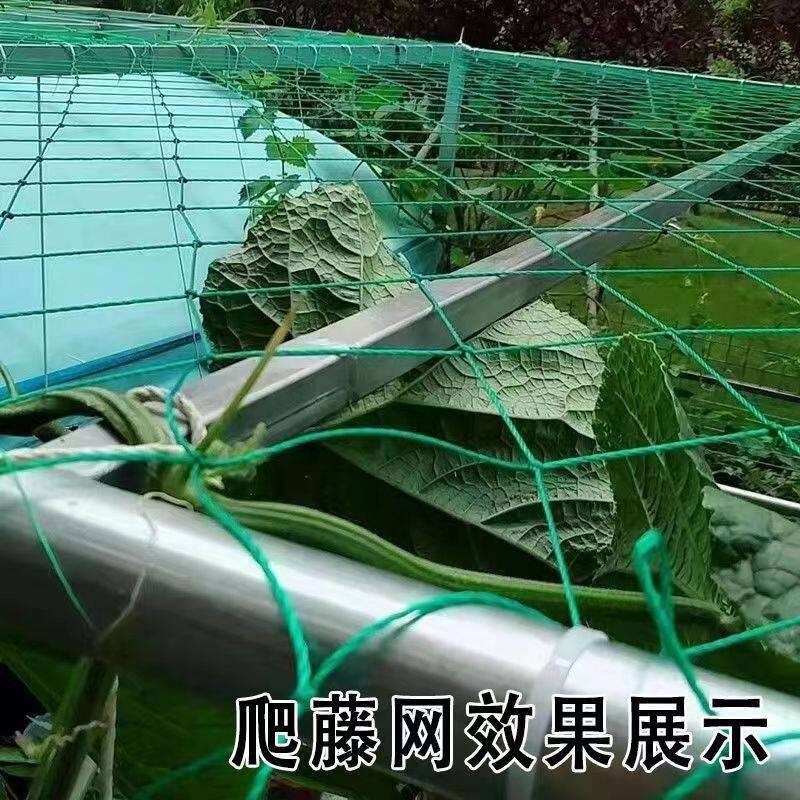 速发包边加粗植物爬藤网种植网搭架网丝瓜苦瓜吊瓜南瓜百香果攀爬