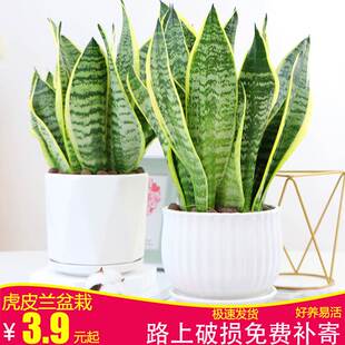 速发金边虎皮兰高矮品种植尾室内大盆栽虎玉兰裸苗客厅水培白物花