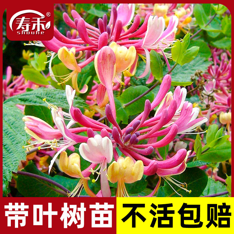 速发金银花老苗盆栽药桩种植用四季苗爬藤花苗小苗红色可食用