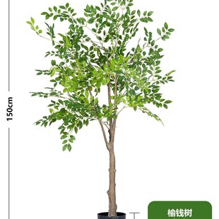 速发型榆钱树金钱榕窗植物假地室内客厅店铺橱绿装饰落树摆件