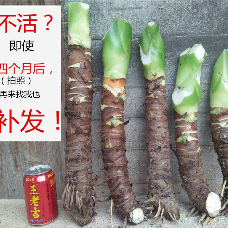 速发 客厅盆景滴水观音观叶盆栽大海芋花卉大叶四季常青室内植物