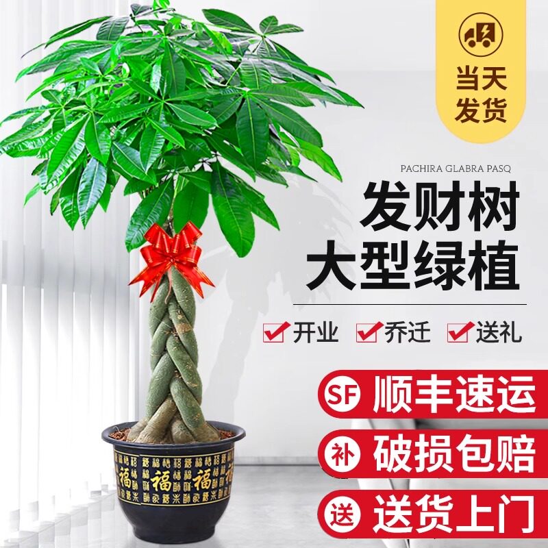 速发绿物树盆栽室内大型招财树发植财客厅办公室乔迁开业好养花卉