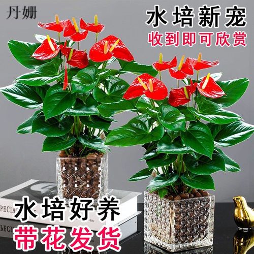 速发红掌盆运带花鸿栽当头花卉一内好养大盆粉掌白掌室帆风顺盆栽