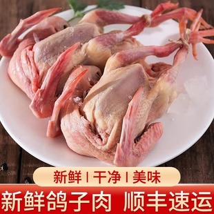 新鲜乳鸽土鸽子3只乳鸽农家散养活体现杀速冻煲汤新鲜土鸽子乳鸽
