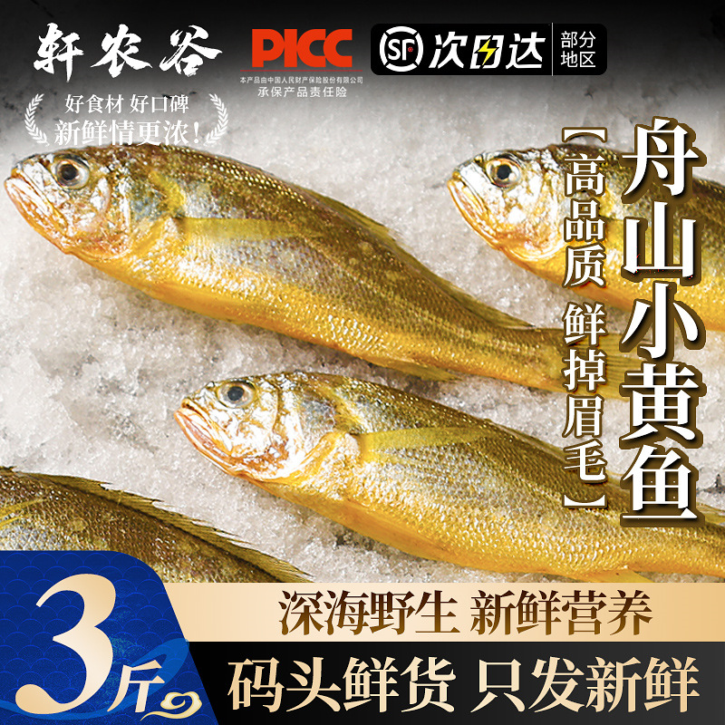 舟山野生小黄鱼码头鲜货