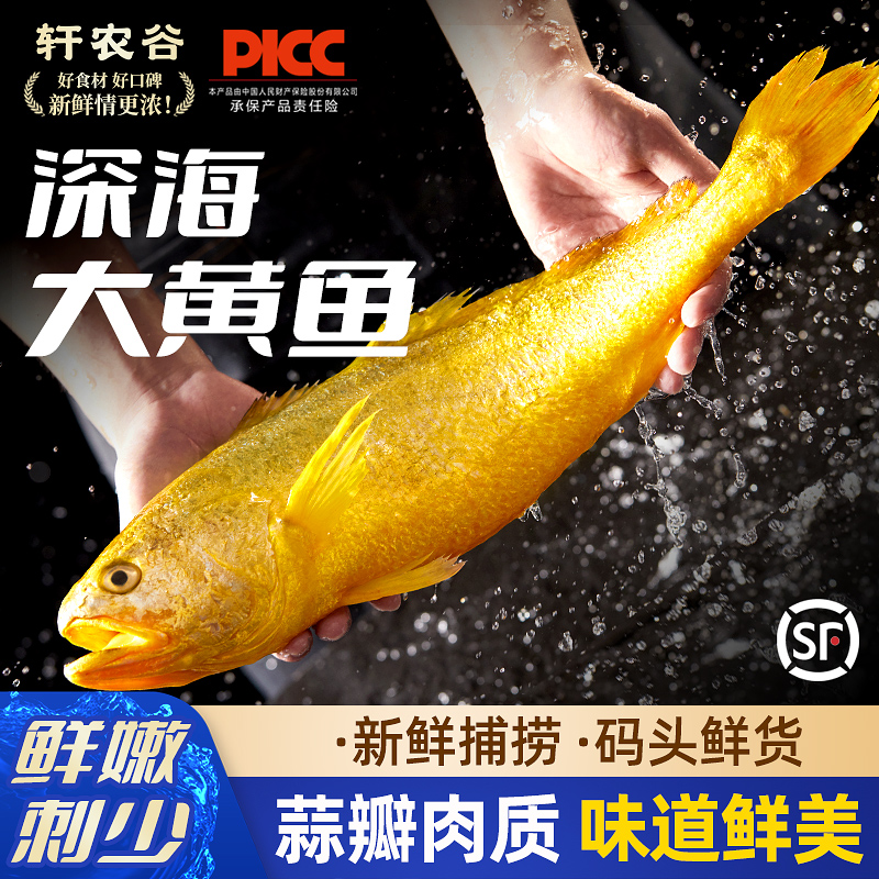 【码头鲜货】舟山大黄鱼鲜嫩刺少