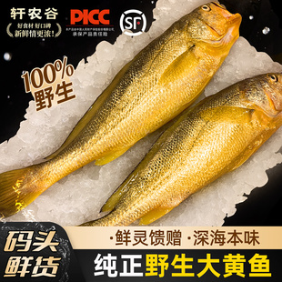 野生大黄鱼深海大黄花鱼新鲜冷冻舟山黄鱼年货海鲜水产鱼东海特产