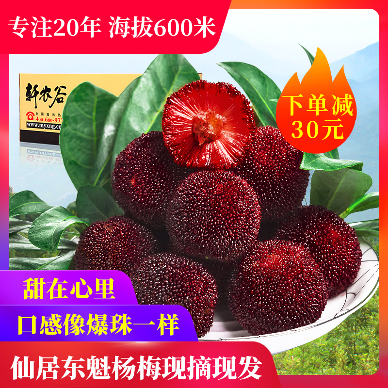 仙居杨梅新鲜东魁大杨梅当季孕妇水果顺丰现摘现发6斤包邮礼盒装