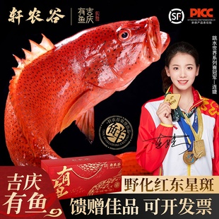 深海东星斑礼盒商务礼赠鲜活速冻高档海鲜红石斑鱼送客户的伴手礼