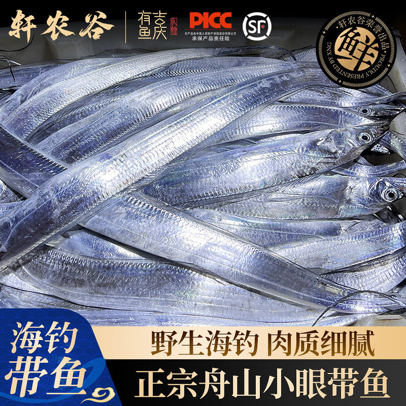 渔船直供正宗舟山海钓带鱼