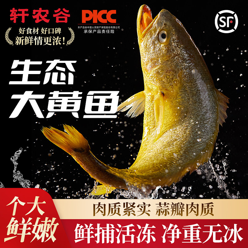 大黄鱼新鲜冷冻舟山鲜活大黄花鱼深海生态黄鱼礼盒旗舰店鱼类海鲜,水产肉类/新鲜蔬果/熟食,黄鱼,淘宝优惠券,粉丝福利购,淘宝优惠卷