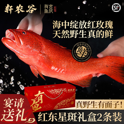 轩农谷东星斑野生海捕石斑鱼