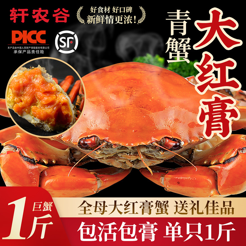 正宗特大鲜活青蟹全母红膏蟹包肥
