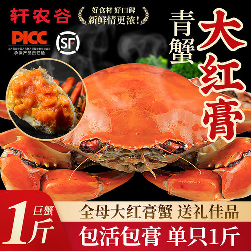 正宗特大鲜活青蟹全母红膏蟹包肥