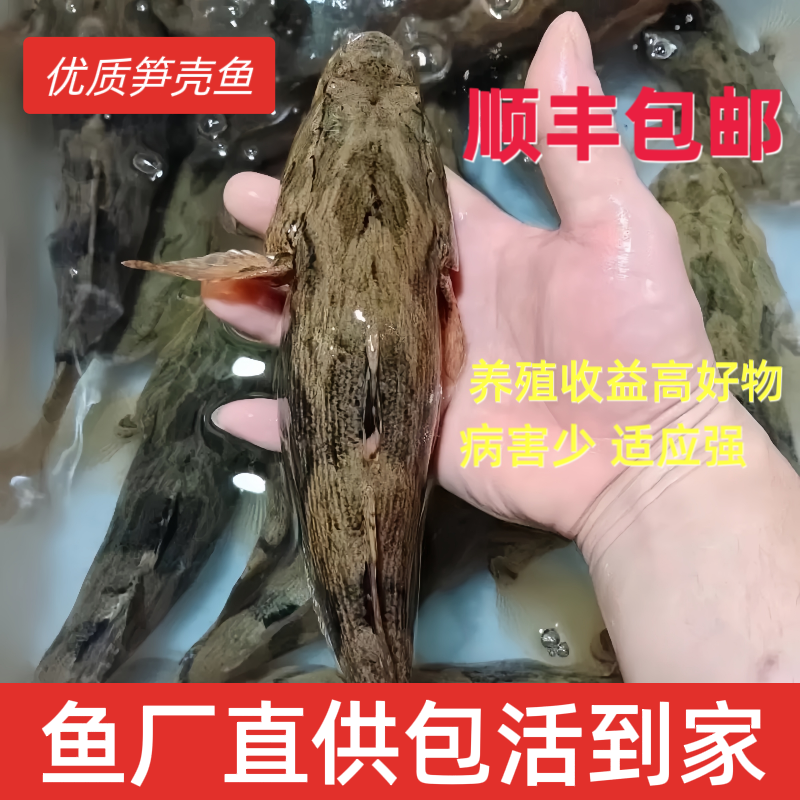 广州笋壳鱼竹壳鱼泰国笋壳鱼苗淡水养殖鱼苗云斑尖塘鳢鱼苗沙塘鳢,宠物/宠物食品及用品,鱼,淘宝优惠券,粉丝福利购,淘宝优惠卷