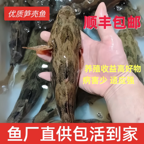 笋壳鱼