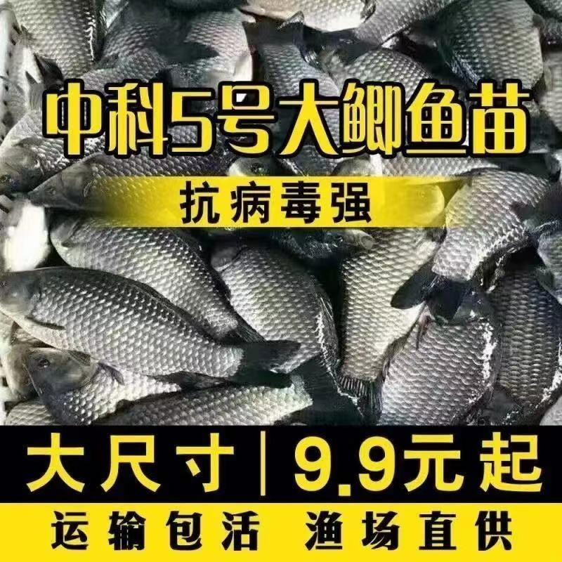鲫鱼苗工程湘云鲫银鲫鲤白鲫高背土鲫3号5号饲料淡水活体放养苗