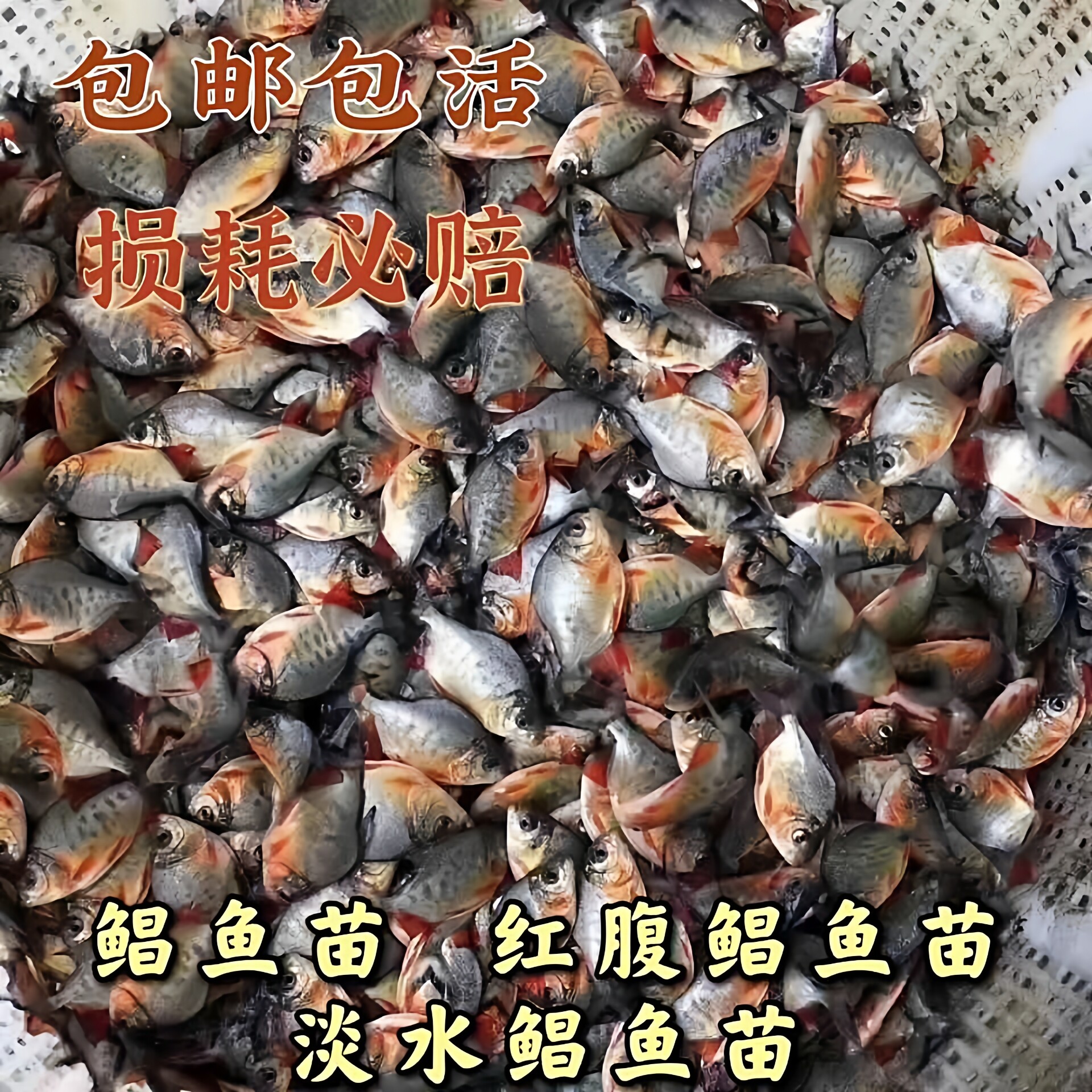 优质品种易养快大鲳鱼苗红鲳鱼苗食用淡水养殖凶猛鱼肉食鱼红鲳鱼