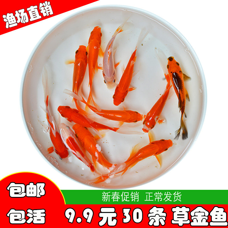 红草金长尾草金鱼锦鲤鱼淡水鱼冷水鱼练手鱼观赏鱼小型冷水鱼活体