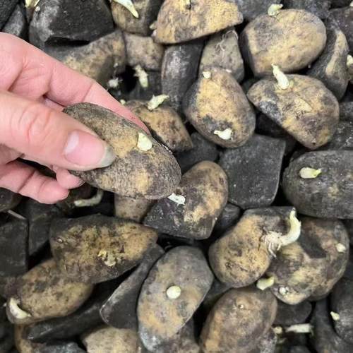 荷兰十五土豆黄心黄皮切块种子