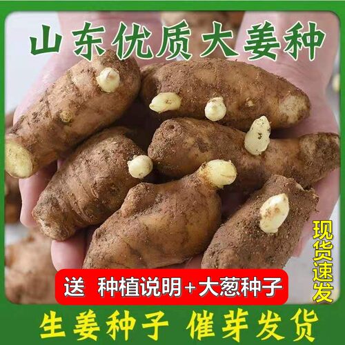 生姜种子价格 生姜种子图片 星期三