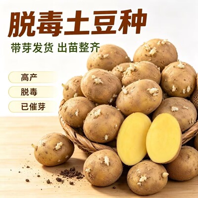 土豆种子带芽黄心土豆种苗原种