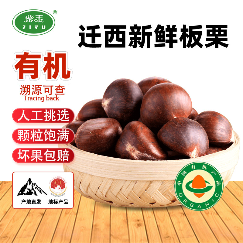 紫玉有机迁西板栗生新鲜人工挑选大粒油栗唐山特产产地直发栗子