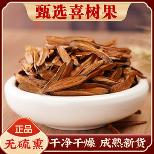 喜树果中药材500g无硫正品精选新货喜树子千丈树水栗子天梓树果