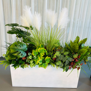 速发绿装 造景绿萝花箱花槽假植物广场户外饰植庭院花栅栏摆设