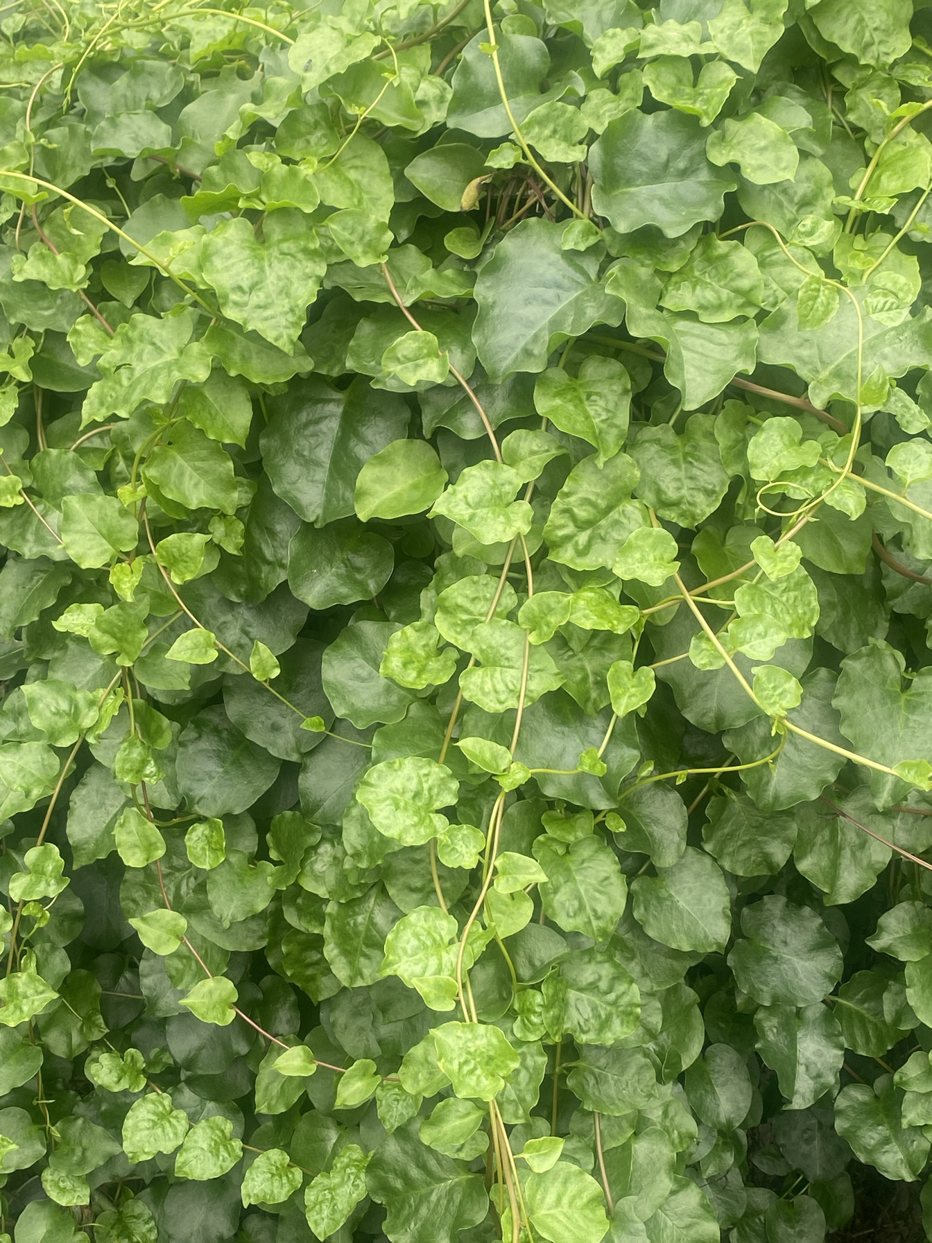 《十岁》藤三七盆栽种苗种子四季爬藤绿植露天土三七白药叶