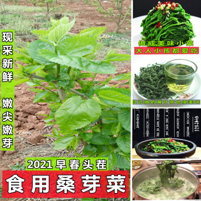2022早春头茬新鲜桑叶嫩芽