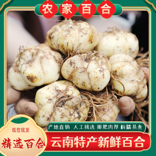 云南新鲜百合食用百合药食两用