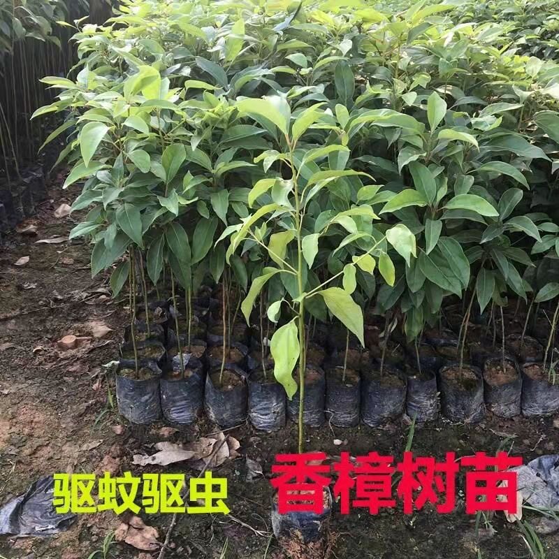 香樟树苗龙脑樟树驱蚊驱虫小叶香