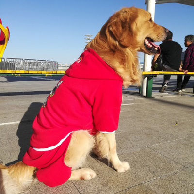 萨摩耶金毛哈士奇中型犬