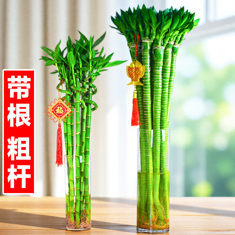 富贵竹水培植物发财树金钱树招财