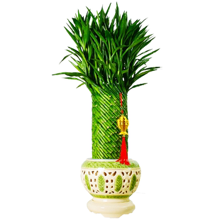 节节高富贵竹植物竹子盆栽客厅旺宅绿植大型办公室内招财开业乔迁