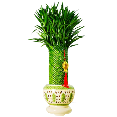 节节富贵竹植物盆栽客厅水养大型