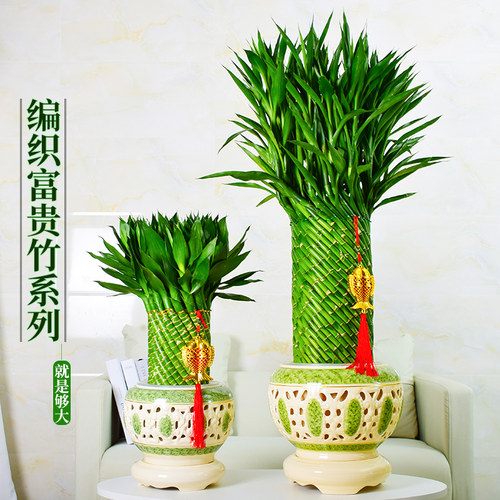 节节高富贵竹乔迁绿植大型客厅