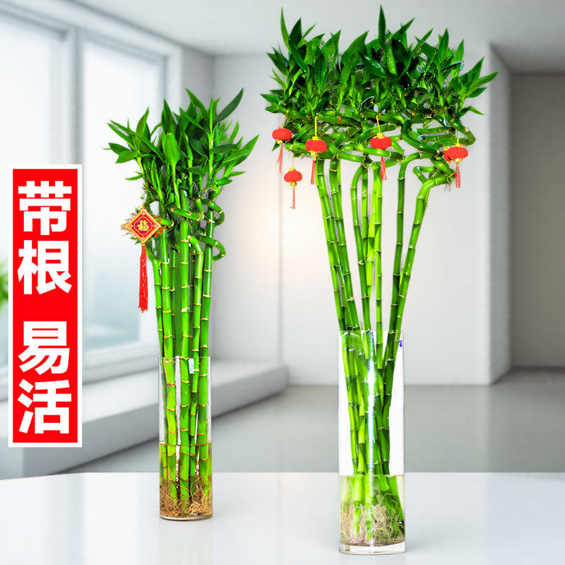 转运竹富贵竹水培植物带根好水养