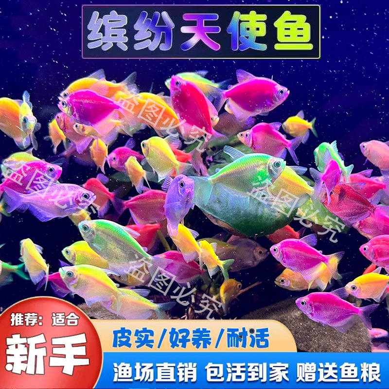 【新手易养活】天使鱼七彩神仙鱼热带观赏鱼淡水鱼小型斑马鱼好养