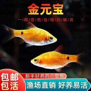 招财金鱼金元宝观赏鱼活体小型冷水鱼淡水鱼群游招财小鱼新手好养