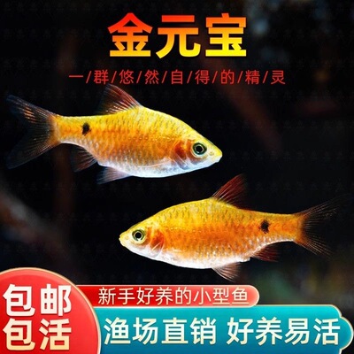 招财金鱼金元宝观赏鱼活体小型冷水鱼淡水鱼群游招财小鱼新手好养