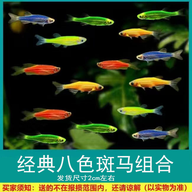 特大孔雀鱼斑马鱼淡水胎生鱼