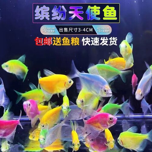 淡水好养色彩缤纷不掉色