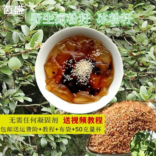 野生凉粉籽 手搓冰粉籽薜荔果子冰籽清凉小吃P爱玉凉水籽自然凝固