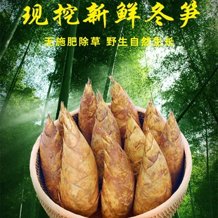 现挖江西野生黄泥冬笋新鲜毛竹笋农家楠竹冬笋两头尖笋甜笋现发