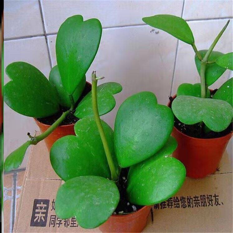 心叶球兰心型叶片爬藤球兰锦攀藤垂吊会开花情人花 心形多肉植物
